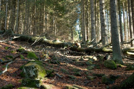 boubin kubova hut 2019